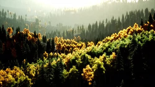 Coucher de soleil radieux dans les montagnes avec la forêt
