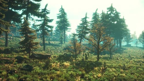 Pine Trees Fofest on High Green Mountains