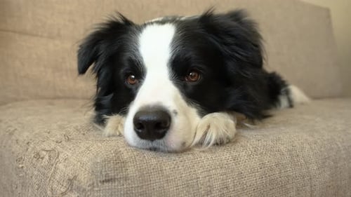 Calm Border Collie Dog Relaxing Indoors on Sofa