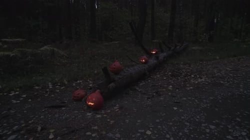 Pumpkins with Carved Faces in Dark Forest