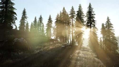 Sun Beams Through Trees