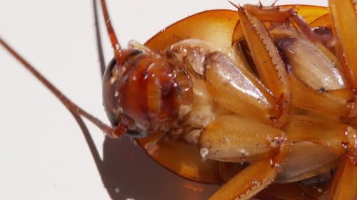Close Up Cockroach Isolated on White Background