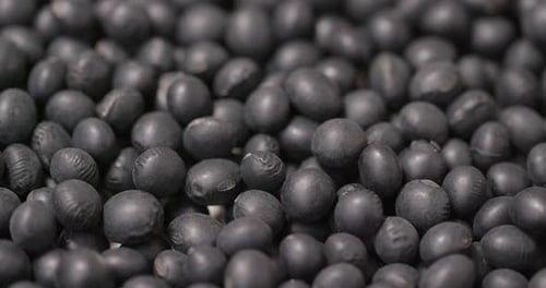 Pile of Fresh Black Beans Close Up