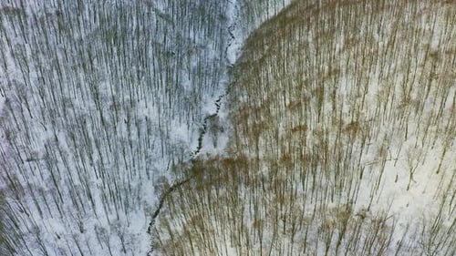 High Snowy Mountain Covered with Evergreen Fir Trees on a Sunny Cold Day