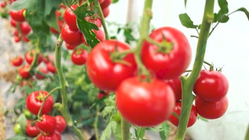 Ripe Red Tomatoes Growing on the Vine