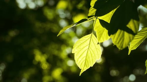 Sun Rays Breaking Through Green Foliage and Branches of Trees in the Forest