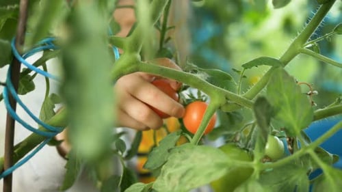 Young Girl Hand Picks Red Ripe Tomato From Green Stem