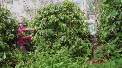 Coffee Cherries Harvesting Of Crops