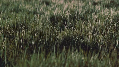 Nahaufnahme von frischem, dichtem Gras am frühen Morgen