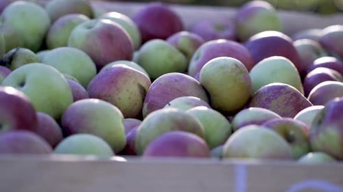 Abundance of Red and Green Apples in Wooden Box