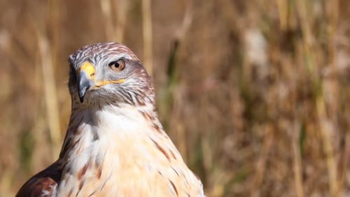 Hawk Close Up Looking Around Outdoors