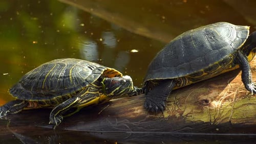 Schildkröten im Seewasser 3