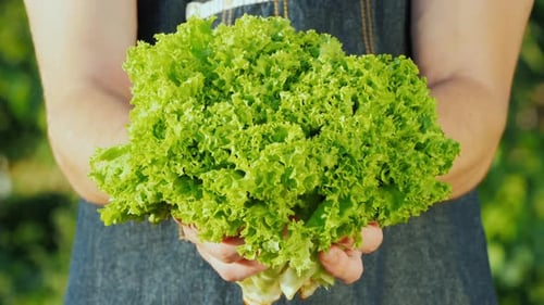 Young Farmer Holding a Bunch of Green Fresh Lettuce in His Hands