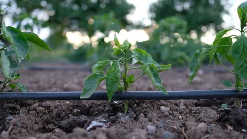 Green Crops Growing with Drip Irrigation