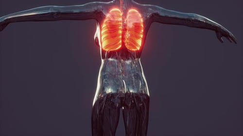3D Animation of Human Lungs and Respiratory System