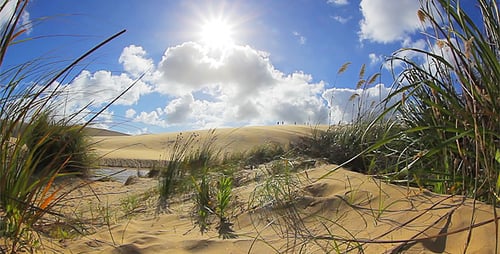Coastal Sand Dunes on a Sunny Day