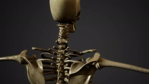 Bones of the Human Skeleton
