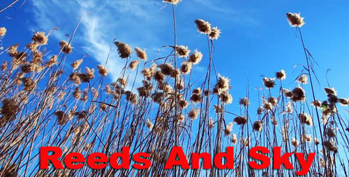 Reeds Swaying Gently in the Breeze