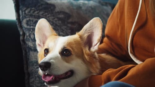 Woman Petting Corgi Dog Closeup