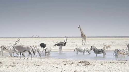 Wasserloch mit Straußengiraffe und Zebra