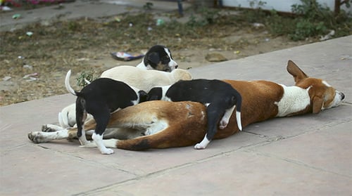 Mutterschaft