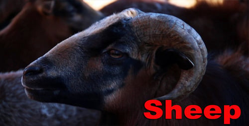 Close-up of Majestic Horned Ram in Rural Setting