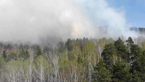Aerial View of Big Smoke Clouds and Fire on the Forest. Flying Over Wildfire and Plumes of Smoke.