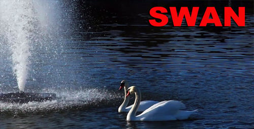 Swan
