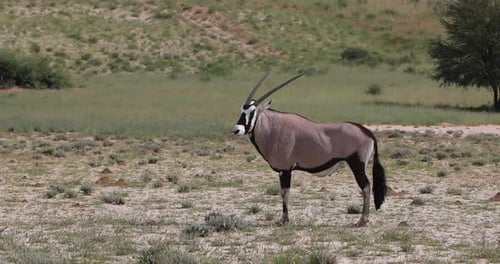 Gemsbok, Oryx gazella in Kalahari