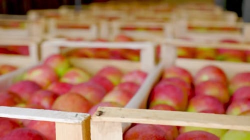 Freshly Picked Apples in Crates at Local Farm