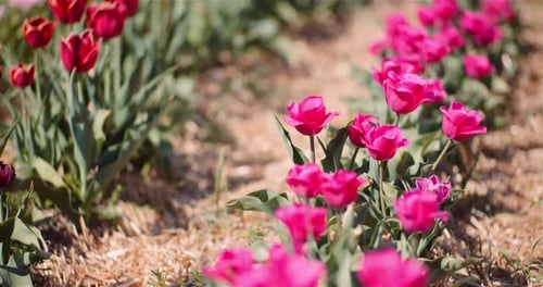 Blooming Tulips on Flowers Plantation Farm