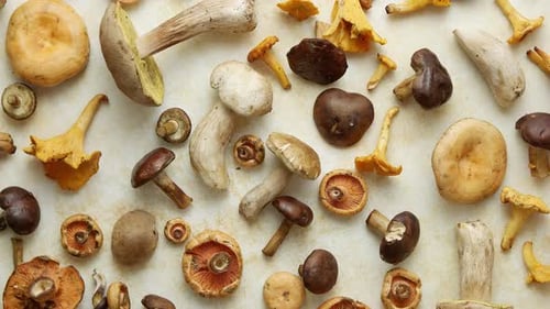 Close Up of Assorted Fresh Mushrooms