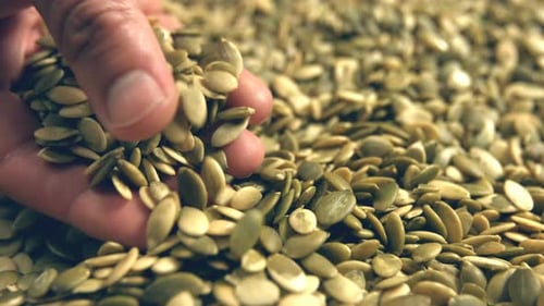 Close up Hand Sorting Pumpkin Seeds