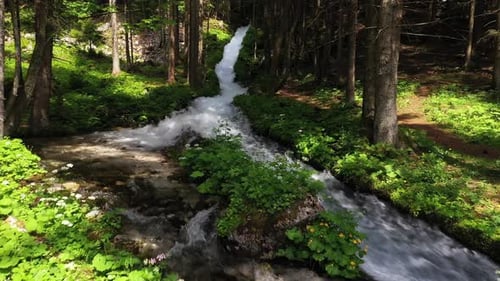 Stream im Wald