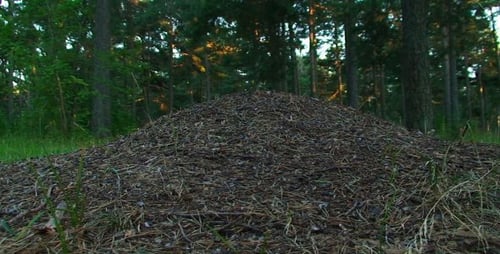Ant Hill im Wald