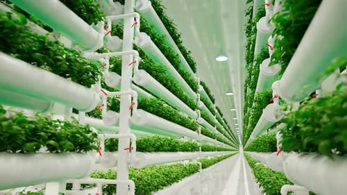 Hydroponic in the greenhouse.Aquaculture. Herb plantation with watering system.