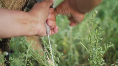 Woman Milks a Goat in a Meadow, Close-up
