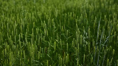 Ripening green wheat field at sunset background. Spikelets of wheat with grain shakes the wind.