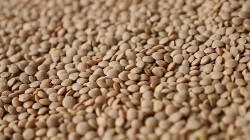 Slow pan over edible pulse of lentil 4K 2160p 30fps UltraHD footage - Close-up of Lens esculenta pi