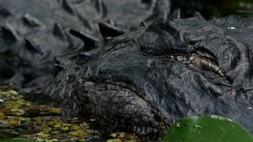 Close Up of Alligator Resting in Water