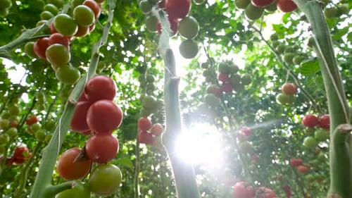 Tomato Plants Growing in Greenhouse, Close Up