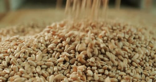 Grains of Wheat Pouring onto Pile, Agriculture Theme