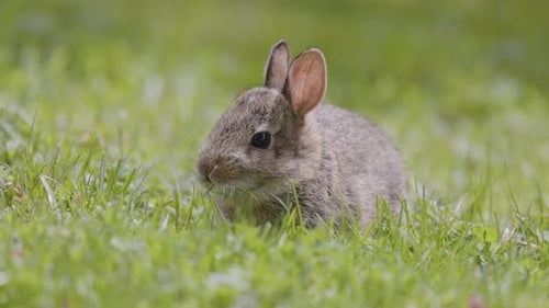 Wild Baby Rabbit Sitting and Eating on Green Grass