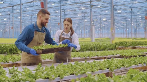 Deux jardiniers travaillant ensemble dans une serre