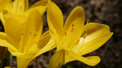 Close-up stigmas and petals of beautiful yellow crocus 4K 2160p 30fps UltraHD footage - Sternbergia