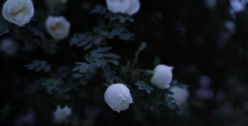 Weißer Rosenstrauch