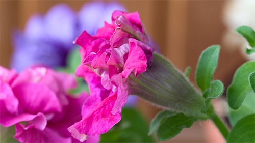 Pink Petunia Flower Blooming in Time-Lapse