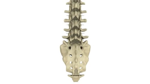 3D Animation of Human Spine Rotation