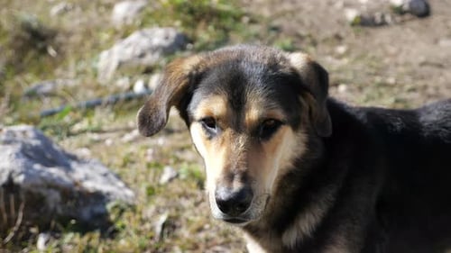 Dog Portrait Outside in Daytime Close-Up
