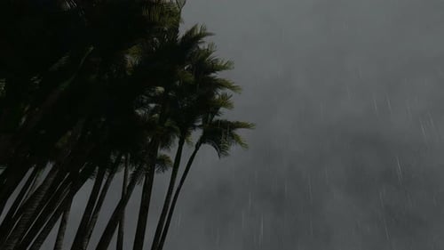 Tropical Palm Trees Swaying in Heavy Rain and Dark Overcast Sky